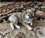 Puppy Teddy Shiba Inu