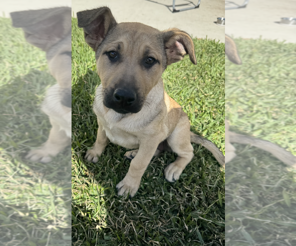 Medium Photo #1 Labrador Retriever-Unknown Mix Puppy For Sale in The Woodlands, TX, USA