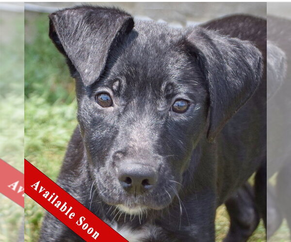 Medium Photo #1 Mutt Puppy For Sale in Huntley, IL, USA
