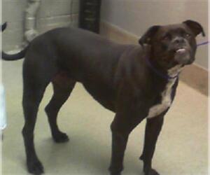 Boxer-Unknown Mix Dogs for adoption in Las Vegas, NV, USA