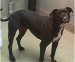 Small Boxer Mix