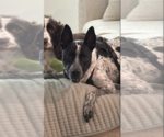 Small Photo #6 American Staffordshire Terrier-Unknown Mix Puppy For Sale in Oakhurst, NJ, USA