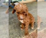 Small #4 Poodle (Standard)