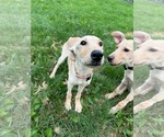 Small #5 Labrador Retriever Mix