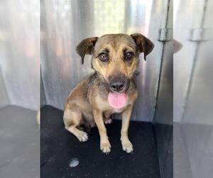 Mutt Dogs for adoption in San Antonio, TX, USA