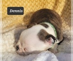 Small Photo #5 Boston Terrier Puppy For Sale in POMEROY, OH, USA
