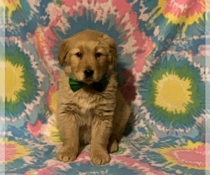 Golden Retriever Puppy for sale in LANCASTER, PA, USA