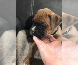 Boxer Puppy for Sale in APPLE CREEK, Ohio USA