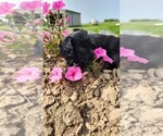 Small #5 Doxle-Poodle (Toy) Mix