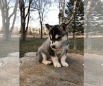 Small Photo #1 Siberian Husky Puppy For Sale in SILVERWOOD, MI, USA