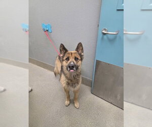 German Shepherd Dog-Unknown Mix Dogs for adoption in Las Vegas, NV, USA