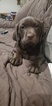 Small Photo #1 Labrador Retriever Puppy For Sale in ROMEOVILLE, IL, USA