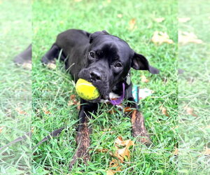 Peppa - Female Mutt Dog for Adoption - Photo #2