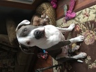 Small Photo #1 American Pit Bull Terrier Puppy For Sale in SOUTH LYON, MI, USA