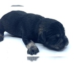 Small Photo #10 Schnauzer (Miniature) Puppy For Sale in WINTERVILLE, GA, USA