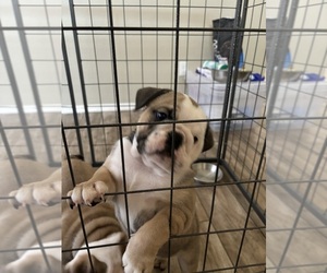English Bulldog Puppy for sale in TOLLESON, AZ, USA