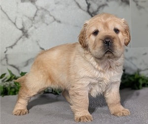 Medium Cocker-Pei
