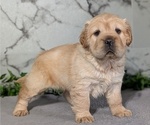Puppy Caramel Cocker-Pei