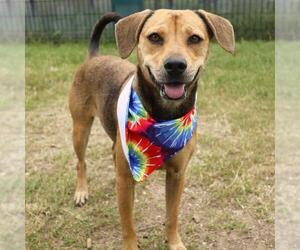 Beagle-Unknown Mix Dogs for adoption in San Antonio, TX, USA