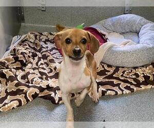 Cheagle Dogs for adoption in Orange, CA, USA