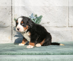 Small #2 Bernese Mountain Dog