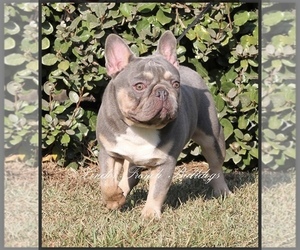 Father of the French Bulldog puppies born on 12/24/2020