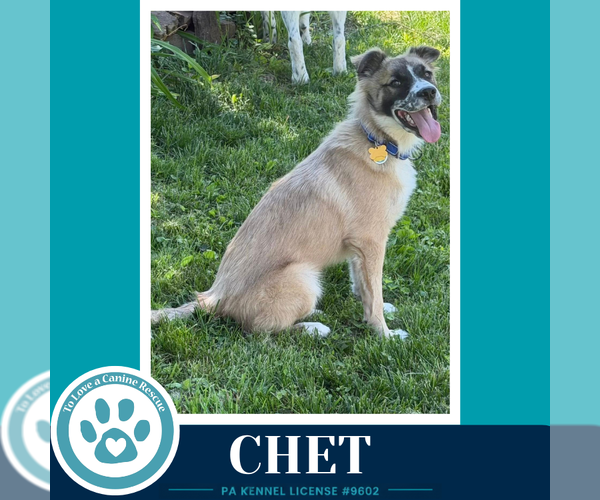 Medium Photo #6 Anatolian Shepherd-Unknown Mix Puppy For Sale in Kimberton, PA, USA