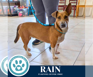 Pembroke Welsh Corgi-Unknown Mix Dogs for adoption in Kimberton, PA, USA