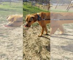 Small #2 Labrador Retriever Mix