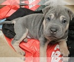 Puppy Linguine Chinese Shar-Pei