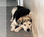 Small #3 Mutt