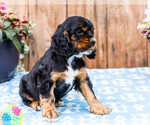 Small #3 Cocker Spaniel