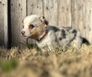 Pembroke Welsh Corgi Puppy for sale in WAXAHACHIE, TX, USA