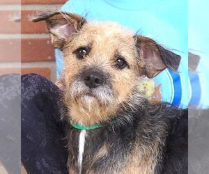 Border Terrier-Unknown Mix Dogs for adoption in Carrollton, TX, USA