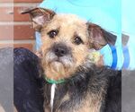 Small Border Terrier Mix