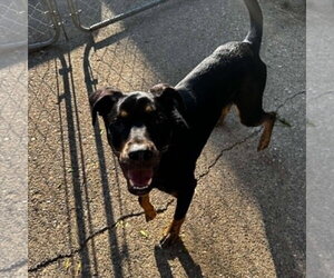 ROCKY - Male Labrador Retriever-Unknown Mix Dog for Adoption - Photo #2