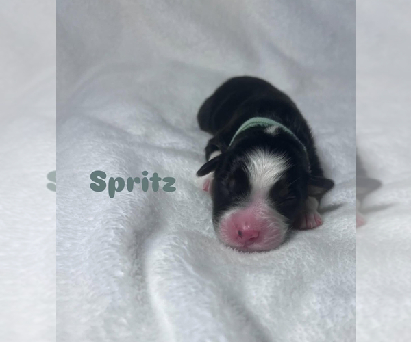 Medium Photo #11 Australian Shepherd Puppy For Sale in OLD LYME, CT, USA