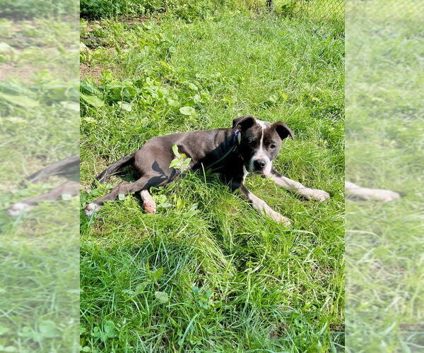 Medium Photo #20 Beagle-Pointer Mix Puppy For Sale in Brewster, NY, USA