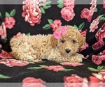 Small Photo #2 Bichpoo Puppy For Sale in LINCOLN UNIV, PA, USA