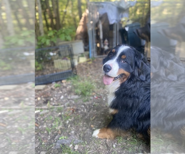 Medium Photo #3 Bernese Mountain Dog Puppy For Sale in WENDELL, MA, USA