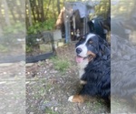 Small #2 Bernese Mountain Dog