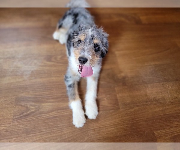 Medium Photo #7 Bernedoodle (Miniature) Puppy For Sale in BLACK FOREST, CO, USA
