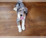 Small #6 Bernedoodle (Miniature)
