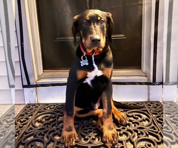 Medium Photo #9 Coonhound-Unknown Mix Puppy For Sale in Canton, CT, USA