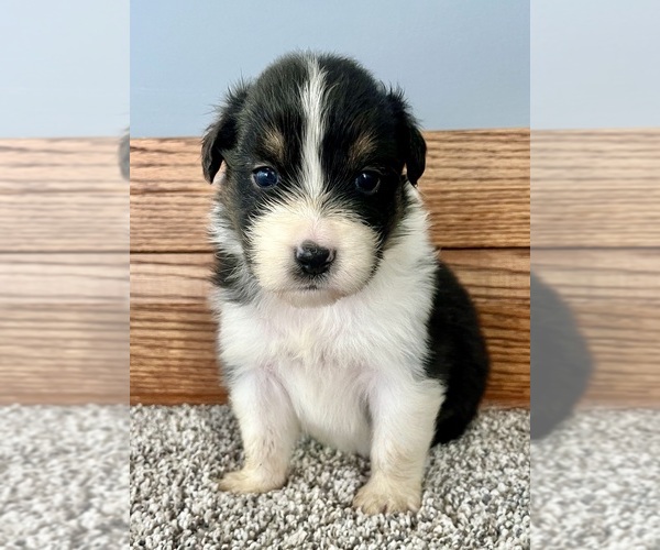 Medium Photo #6 Australian Shepherd Puppy For Sale in LODA, IL, USA