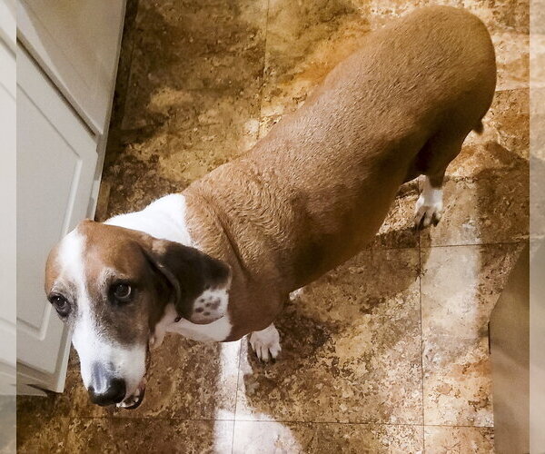 Medium Photo #2 Basset Hound Puppy For Sale in Deepwater, NJ, USA