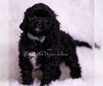 Puppy Finn Cavapoo (Miniature)