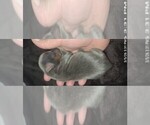Small Photo #388 Yorkshire Terrier Puppy For Sale in AKRON, OH, USA