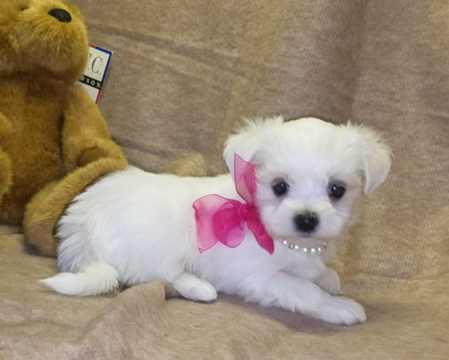 Medium Photo #1 Maltese Puppy For Sale in BARNETT, MO, USA