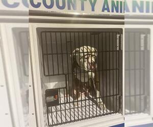 American Bulldog Dogs for adoption in Sanford, FL, USA